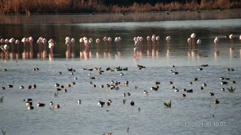 SEO/BirdLife y la Confederación Hidrográfica del Guadalquivir suscriben un acuerdo de custodia del territorio para la...